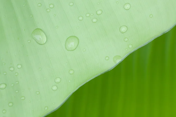 Goccioline d'acqua su bella foglia di banana — Foto Stock