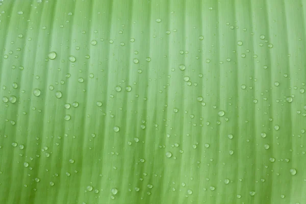 Droplets water on beautiful banana leaf — Stock Photo, Image