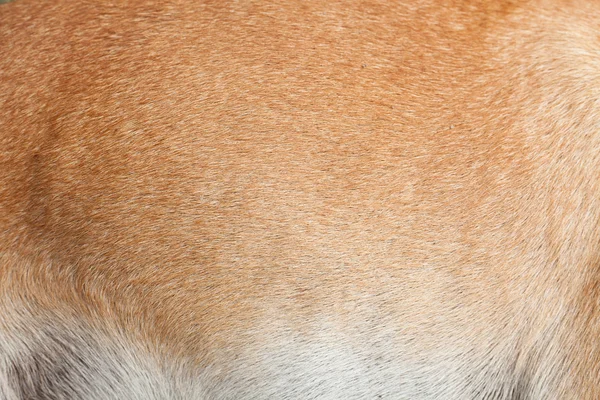 Hondenbont — Stockfoto