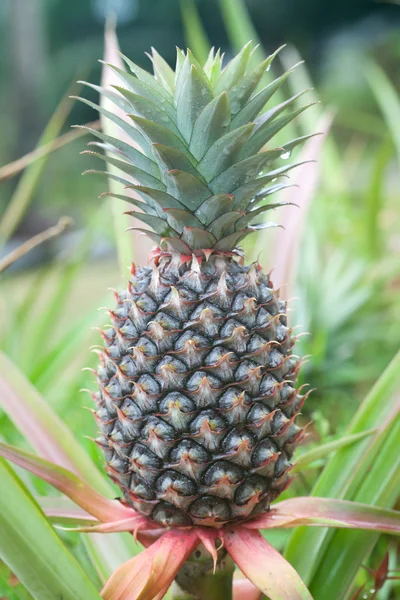 Closeup on pineapple plant — Stock Photo, Image