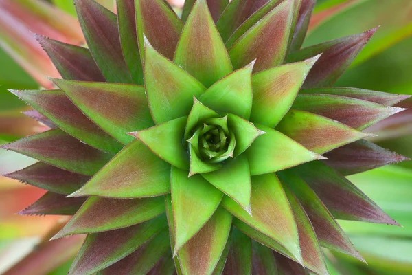 Close-up op ananas plant — Stockfoto