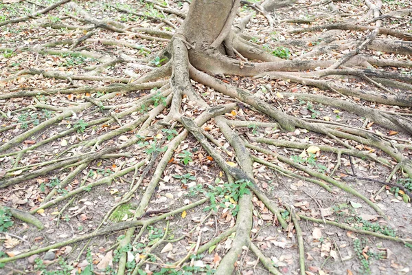 Raíces de árboles — Foto de Stock