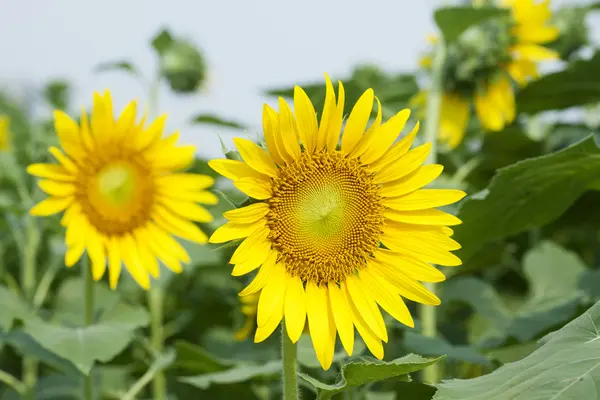 Sunflowers on plant — Stock Photo, Image