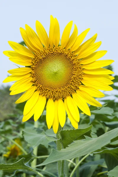 Sunflowers on plant — Stock Photo, Image