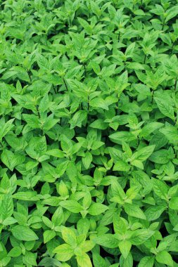 yaprak yeşil arka plan