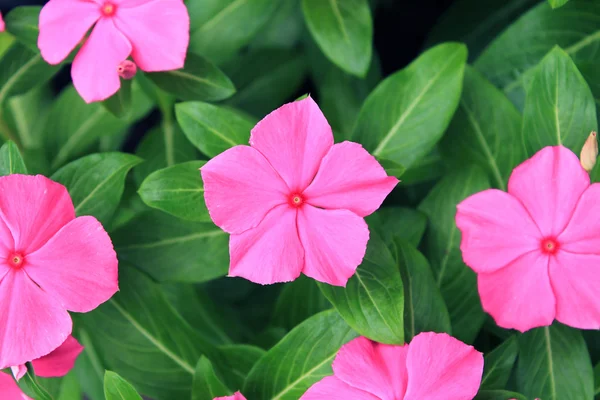 Pink Roseus Flowers in Garden — Stock Photo, Image