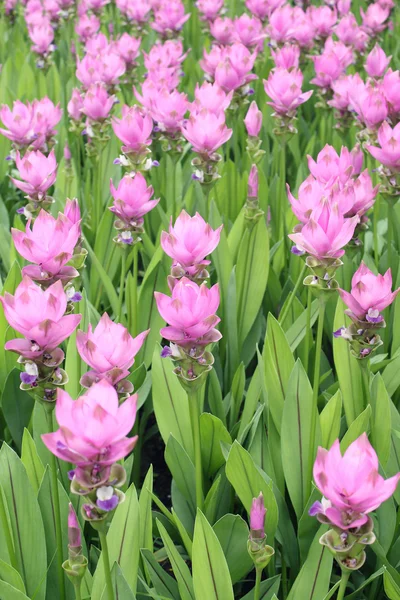 Siam tulipán en Tailandia —  Fotos de Stock