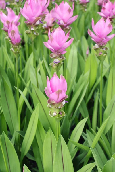 Siam tulipán en Tailandia — Foto de Stock