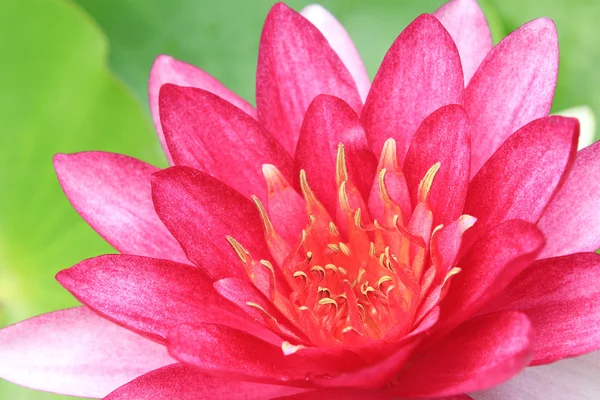 Giglio d'acqua rosso con foglia di loto sullo stagno — Foto Stock