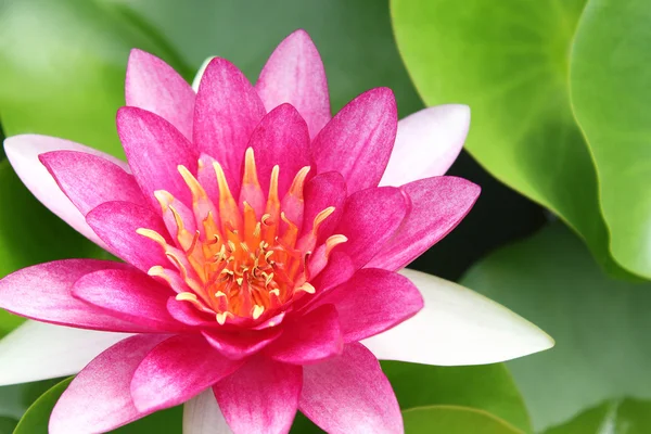 Red water lily — Stock Photo, Image