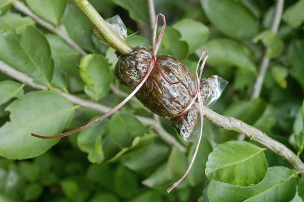 Air gelaagdheid plant — Stockfoto