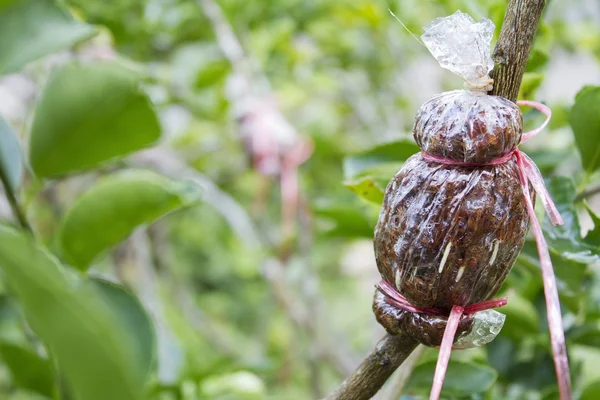 Air gelaagdheid plant — Stockfoto