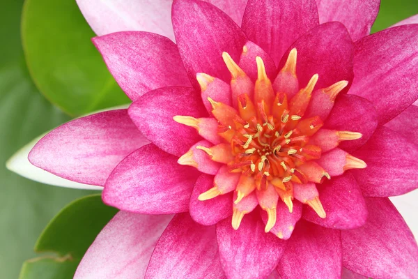 Red water-lily — Stock Photo, Image