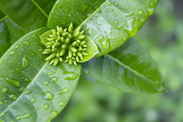 イクソラ コクシネア緑葉します。 — ストック写真