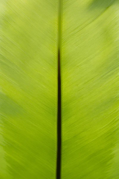 Fern leaf — Stock Photo, Image