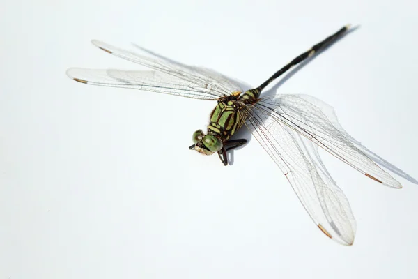 Macro da libélula — Fotografia de Stock