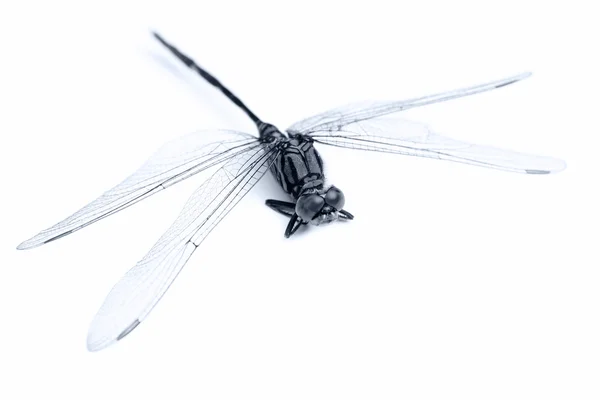 Dragonfly macro on white — Stock Photo, Image