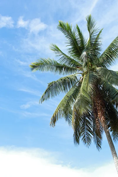 Zelená palma na modré obloze pozadí — Stock fotografie