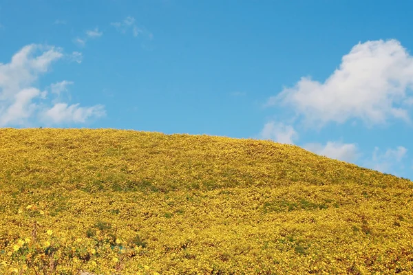 Flores amarelas topinambur contra o céu azul — Fotografia de Stock