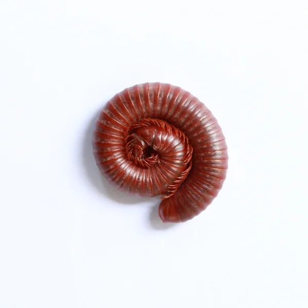 Brown millipede — Stock Photo, Image