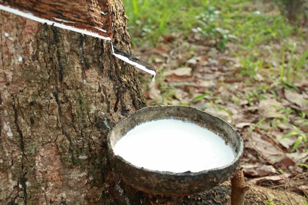 Caucho Látex de árboles de caucho — Foto de Stock