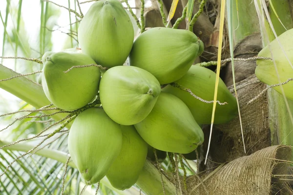 Kokosnoot op boom — Stockfoto