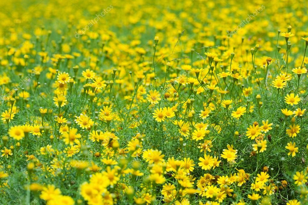 Creeping Daisy Stock Photo by ©foto76 36081897