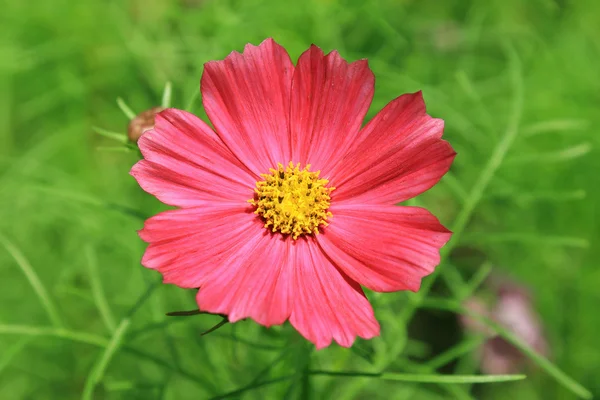 Close-up de flor cosmos — Fotografia de Stock