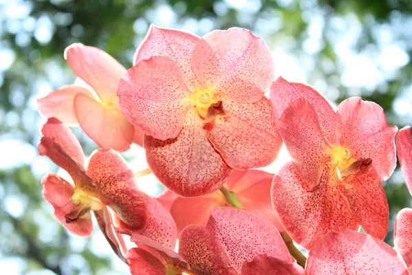 Orange orchid som floral bakgrund — Stockfoto