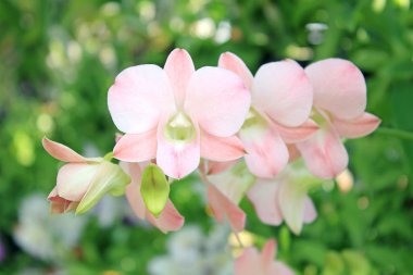 Orkide yakın çekim