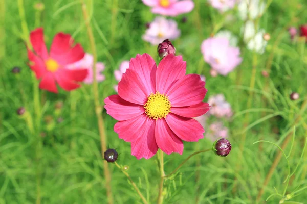 Close-up de flor cosmos — Fotografia de Stock