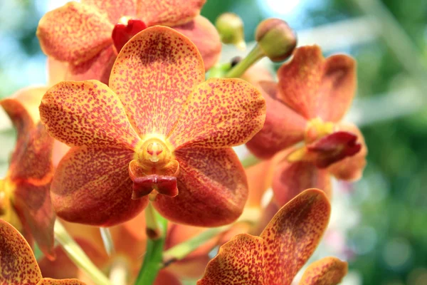 Закри орхідея — стокове фото