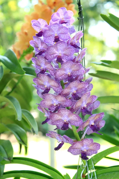 Закри орхідея — стокове фото