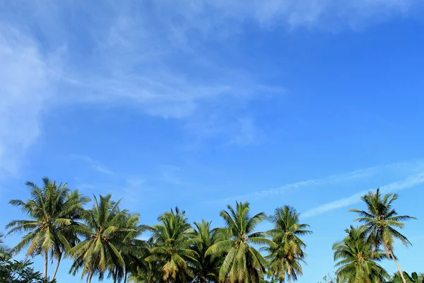 Tropical Palm Tree, Asia — Stock Photo, Image