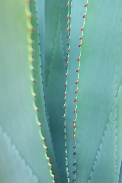 Sharp apontou agave folhas de plantas — Fotografia de Stock