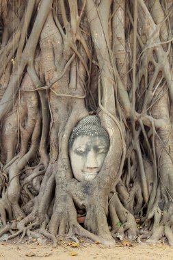 Buda baş heykeli banyan tree, Tayland