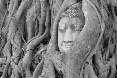 Buda baş heykeli banyan tree, Tayland
