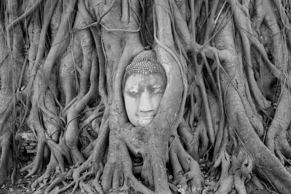 Buddha Head Statue in Banyan Tree, Thailand — Stock Photo, Image