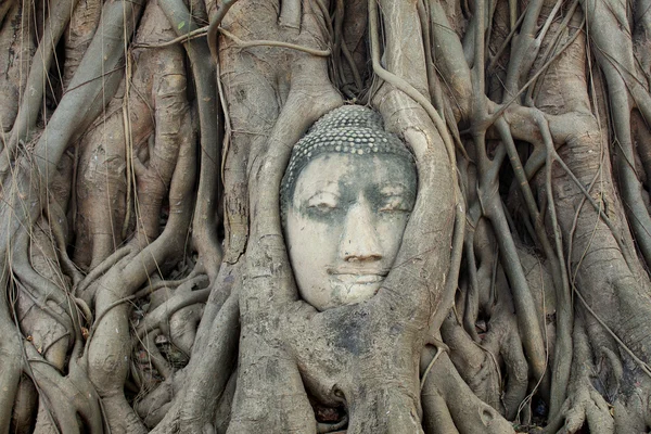 Buddha szobor fejét banyan fa, Thaiföld — Stock Fotó