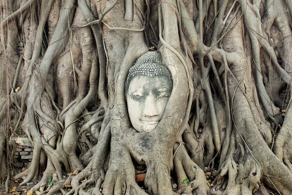 Buddha szobor fejét banyan fa — Stock Fotó