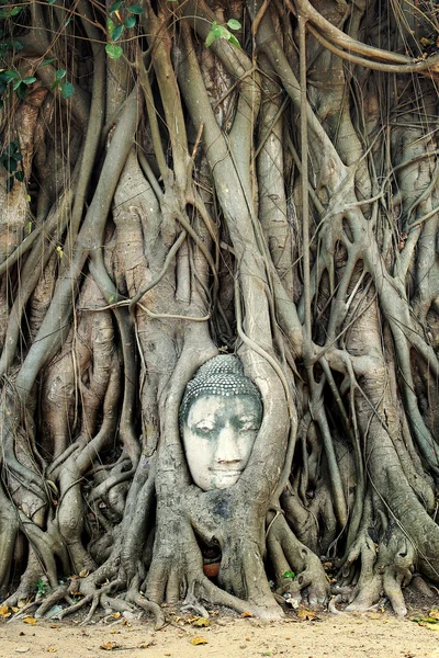 Hoofd Boeddhabeeld in Banyanboom — Stockfoto