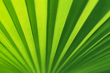 Yeşil Palmiye yapraklarının çizgileri ve dokuları