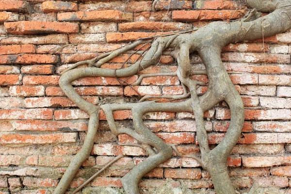Wortel hout overdekte bakstenen muur, thailand — Stockfoto