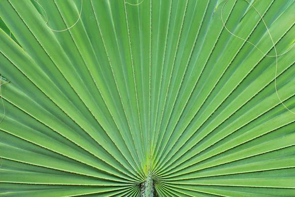 Lines and textures of Green Palm leaves — Stock Photo, Image