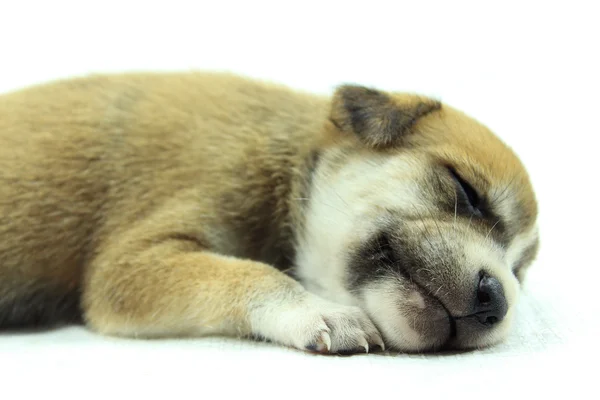 Puppy Falling Asleep — Stock Photo, Image