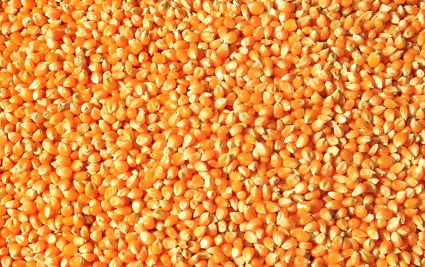 Bulk of corn grains — Stock Photo, Image