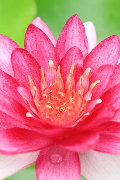 Red water-lily — Stock Photo, Image