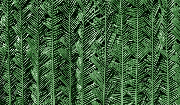 Palm leaf фону — стокове фото