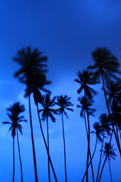 Silhouette Palm Tree — Stock Photo, Image