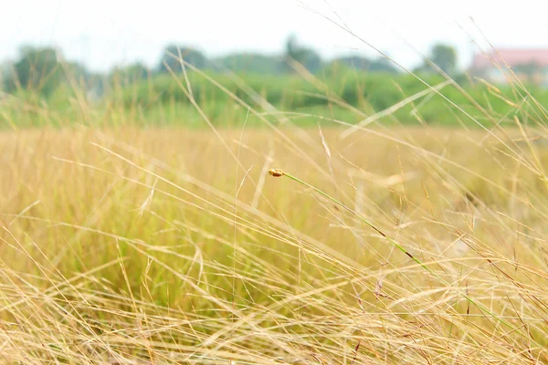 Herbe d'automne — Photo